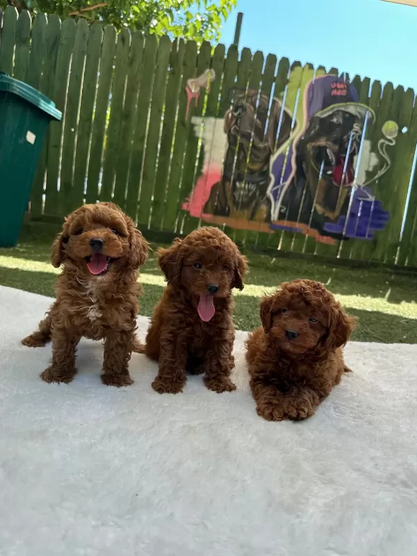 Anatomi Harikasi Oyuncak Boy Poodle Bebekler