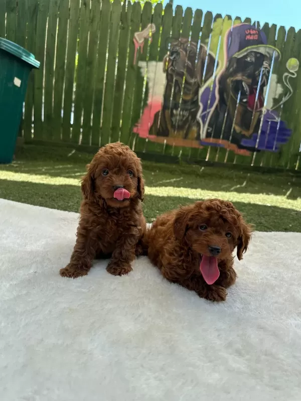 Anatomi Harikasi Oyuncak Boy Poodle Bebekler