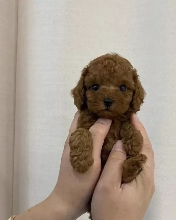 İrk Garantili Toy Poodle