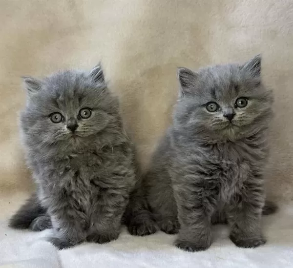 Bebek Yüz British Longhair Yavrularim