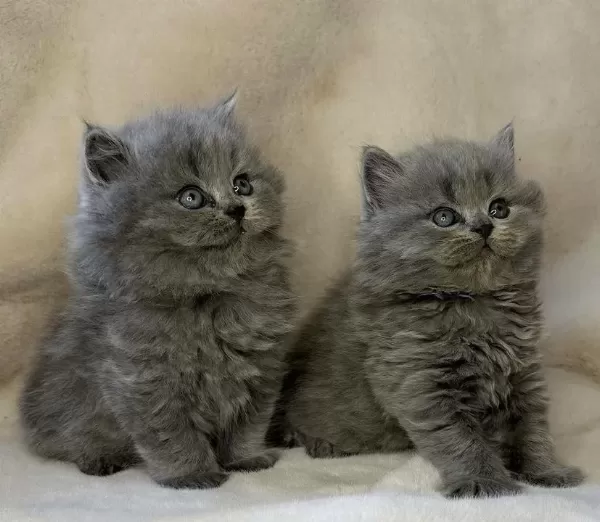 Bebek Yüz British Longhair Yavrularim