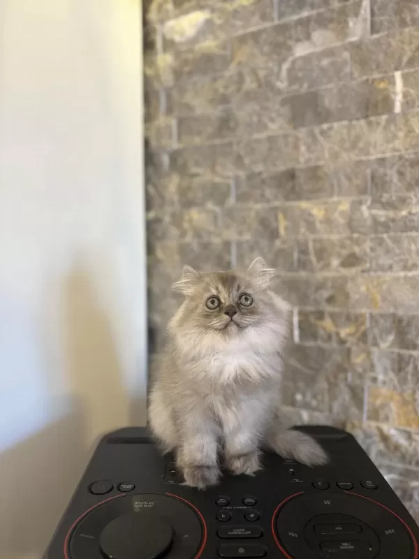 Ev Ortaminda Büyüyen British Longhair Yavrularim