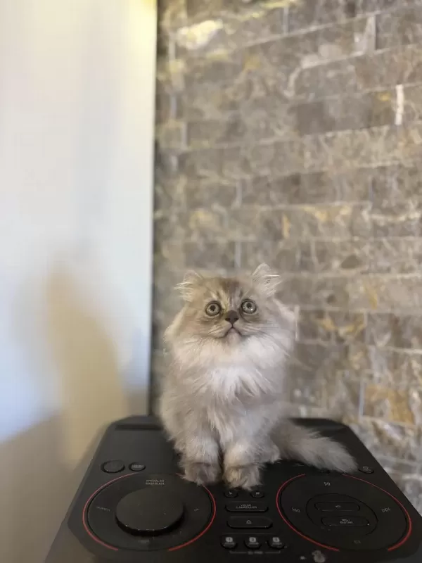 Ev Ortaminda Büyüyen British Longhair Yavrularim