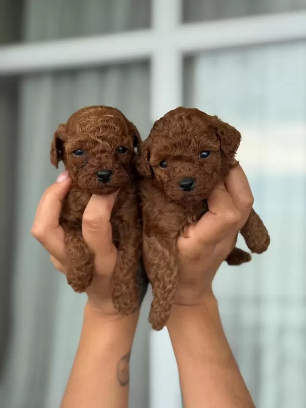 Aşili Çiş Eğitimli Toy Poodle