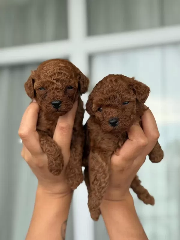 Aşili Çiş Eğitimli Toy Poodle
