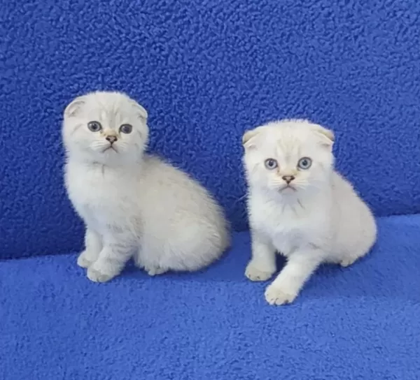 Teslime Hazir Mükemmel Bir Scottish Fold Yavrular