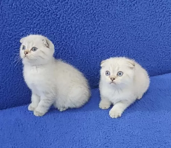 Teslime Hazir Mükemmel Bir Scottish Fold Yavrular