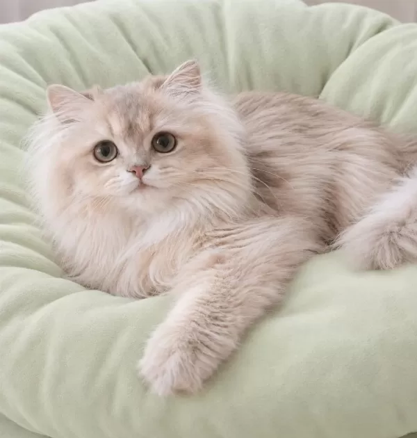 British Longhair Lilak Golden Sevimli Cana Yakın Uysal
