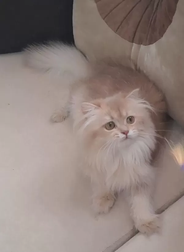 British Longhair Lilak Golden Sevimli Cana Yakın Uysal