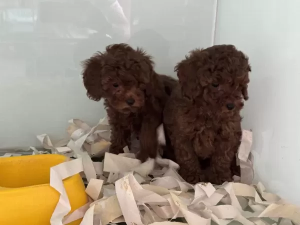 Çok Özel Çikolata Toy Poodle Yavrularımız