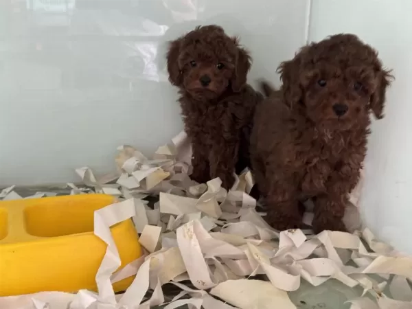 Çok Özel Çikolata Toy Poodle Yavrularımız