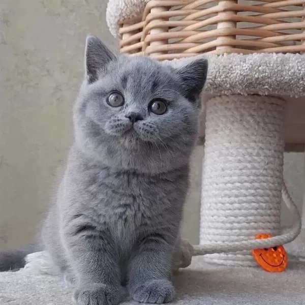 British Shorthair Yavrulari