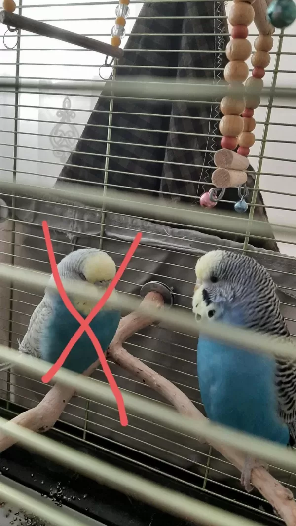 Harika Dişi Muhabbet Kuşu