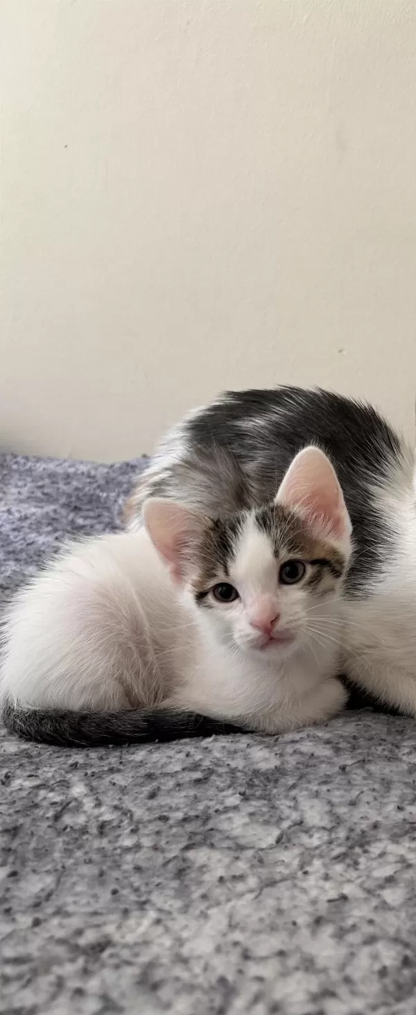 Aşırı Sevimli Dost Kedimiz