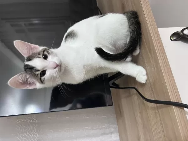 Aşırı Sevimli Dost Kedimiz