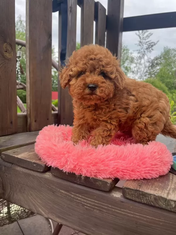 Toy Poodle Yavrulari