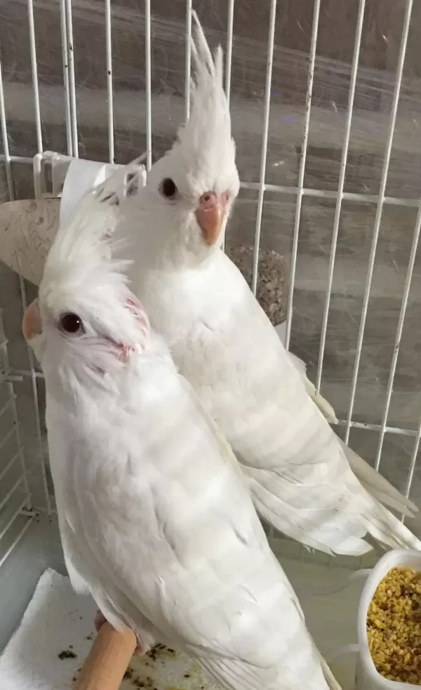 2026 Albino Yavru Bebek A Kalite Full Evcil Kuşlar