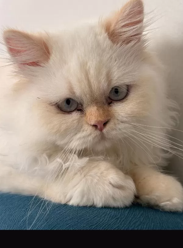 Persian 4,5 Aylık Erkek Mamaya Sahiplendirilecek