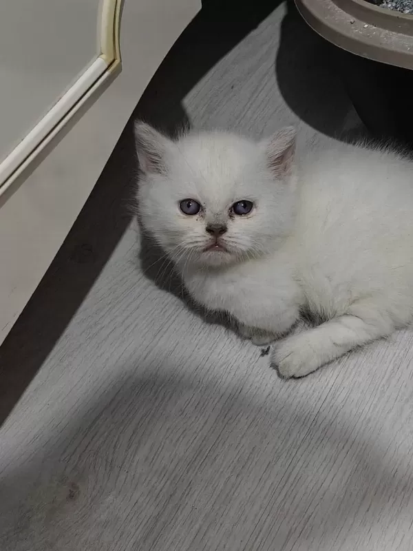Cinnemon Ve Bicolour Yavru Kediler
