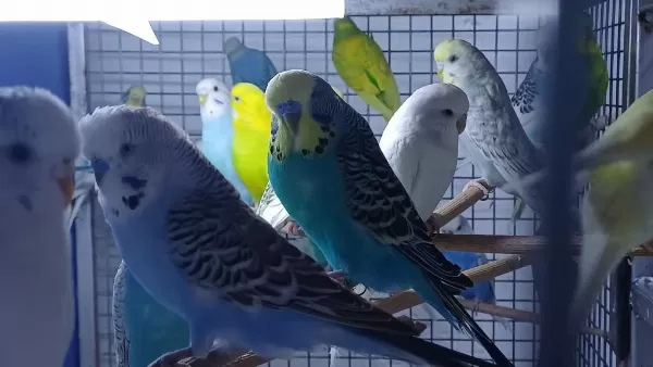 Yetişkin Erkek Yada Dişi Kuşlarımız Mevcut