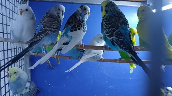 Yetişkin Erkek Yada Dişi Kuşlarımız Mevcut