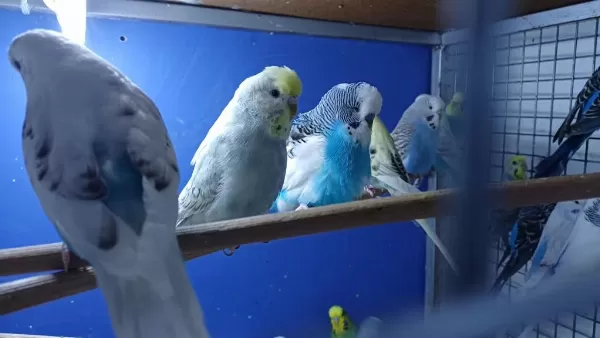 Yetişkin Erkek Yada Dişi Kuşlarımız Mevcut