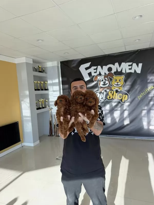 Yılın En İyisi Ret Brown Toy Poodle Özel İrk Arayanlara
