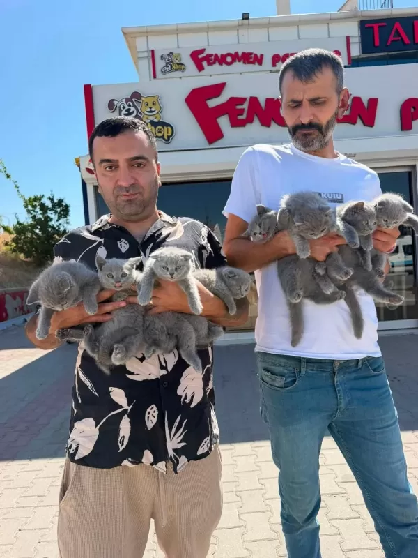 Kediciden Renk Renk Orjinal Brıtısh Yavrular Ankara