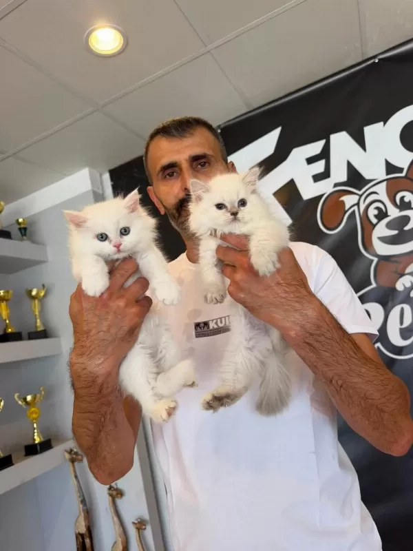 Exlusive Brıtısh Longhaır Yavrular Ns1133 Arayanlara Ank