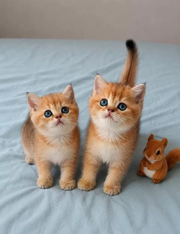 Show Kalite Ny12 Golden British Shorthair Yavrular