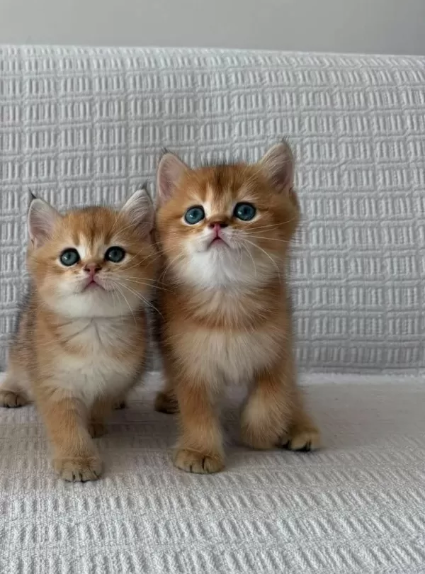 Show Kalite Ny12 Golden British Shorthair Yavrular