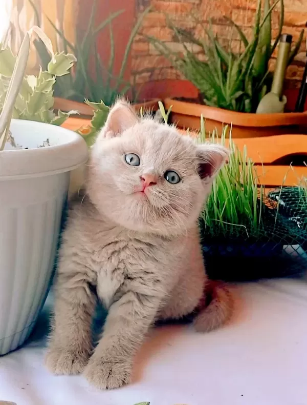 Safkan Fawn Erkek Yavru Kedimiz