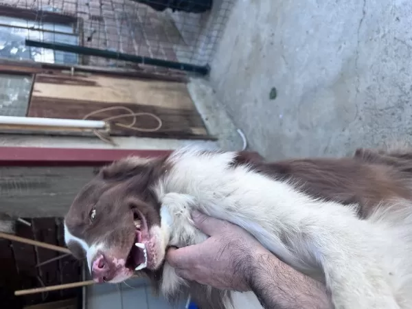 Border Collie Köpeğimiz