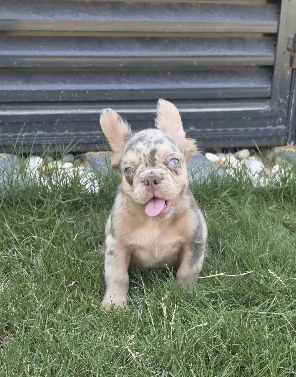 French Bulldog Köpeğimiz