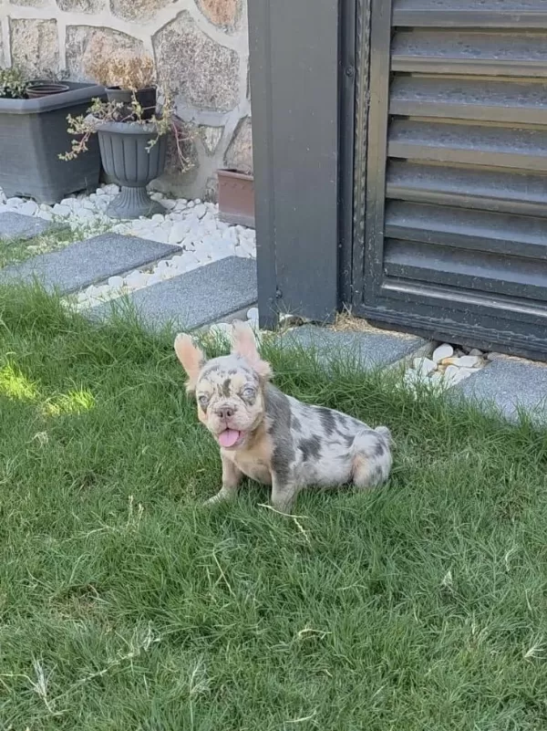 French Bulldog Köpeğimiz