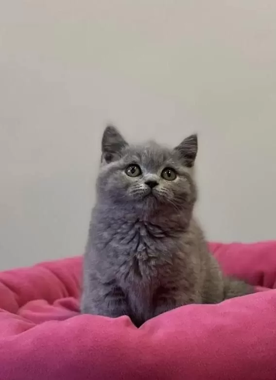 British Shorthair Yavrularim