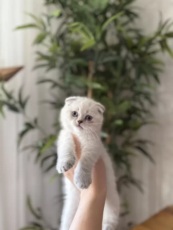 Scottish Fold Yavrularim