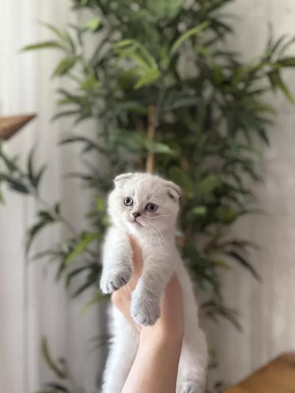 Scottish Fold Yavrularim