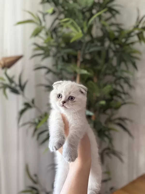 Scottish Fold Yavrularim