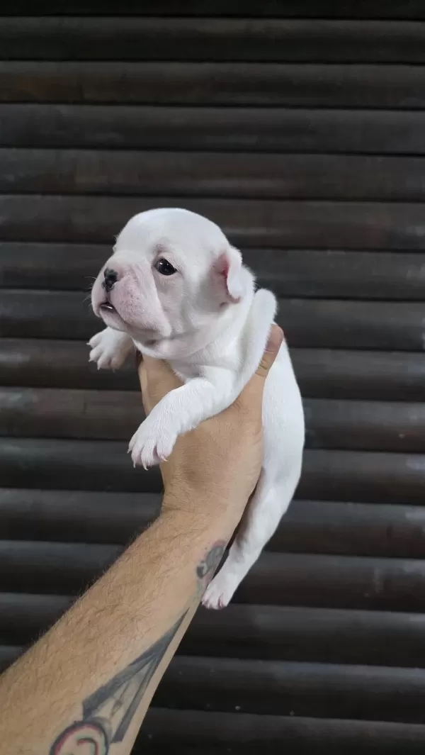 French Bulldog Klasik