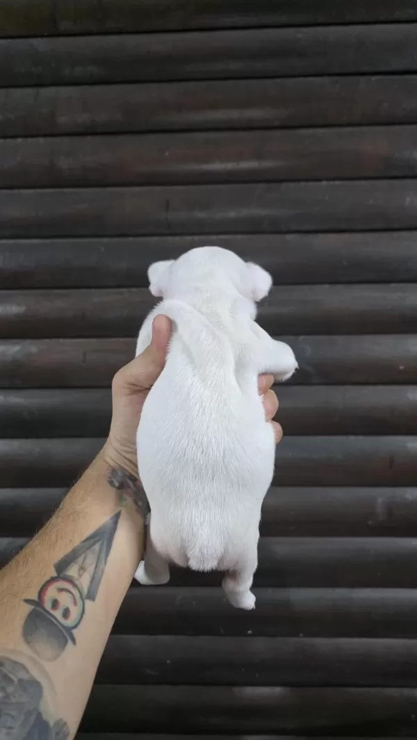 French Bulldog Klasik