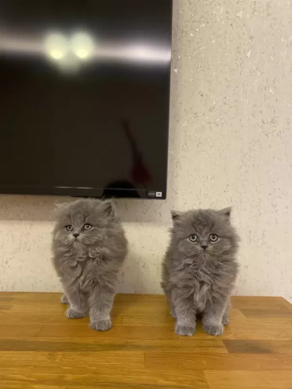 British Longhair Gri Yavrularim