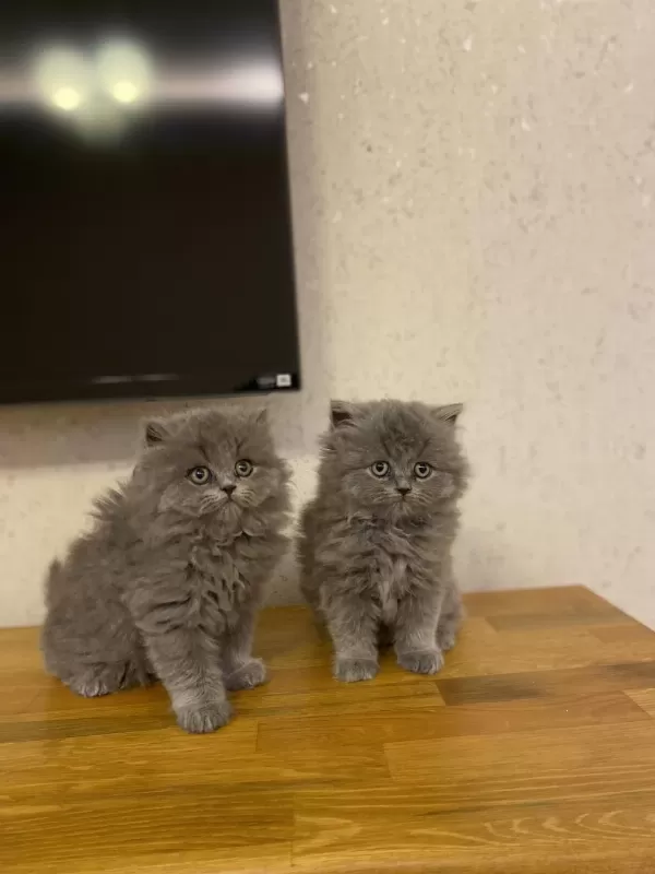 British Longhair Gri Yavrularim