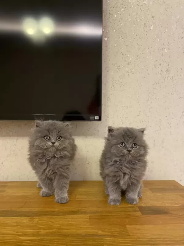 British Longhair Gri Yavrularim