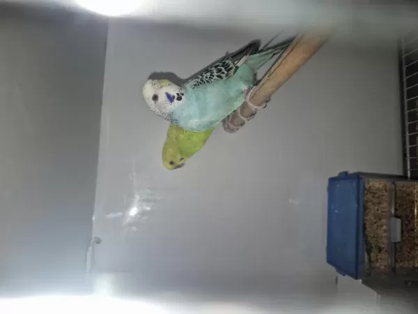 Harika Çift Muhabbet Kuşu