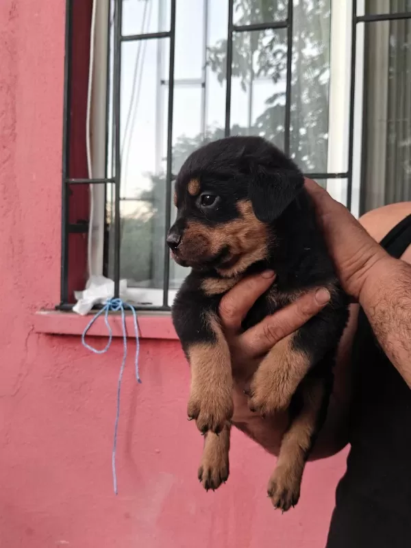 Koca Kafa Rottweiler Yavruları