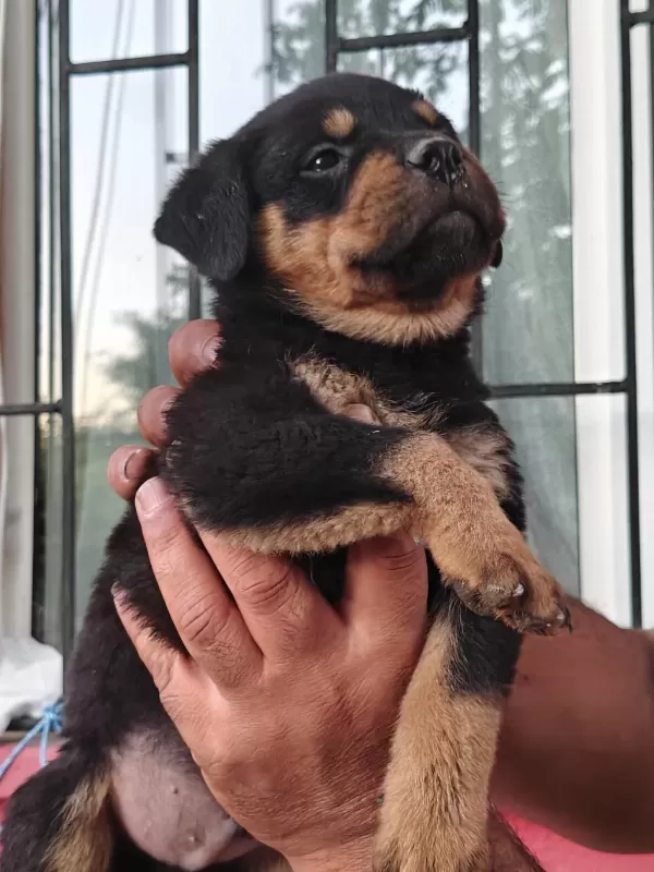 Koca Kafa Rottweiler Yavruları
