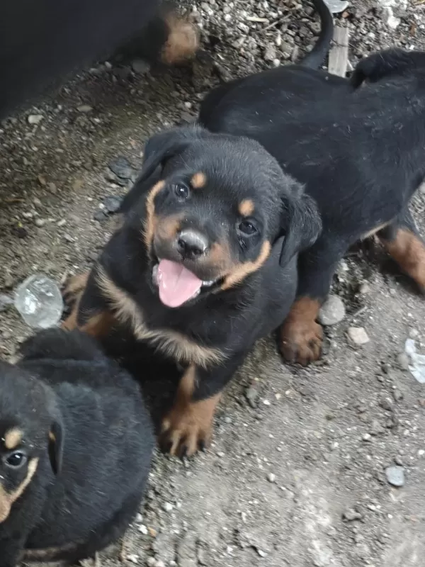 Koca Kafa Rottweiler Yavruları