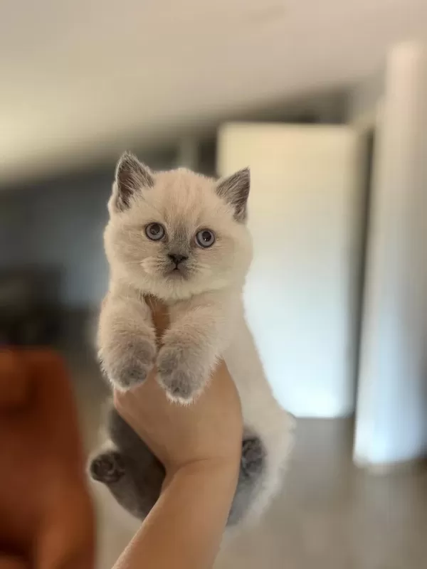 İrk Ve Sağlik Garantili British Shorthair Yavrularim