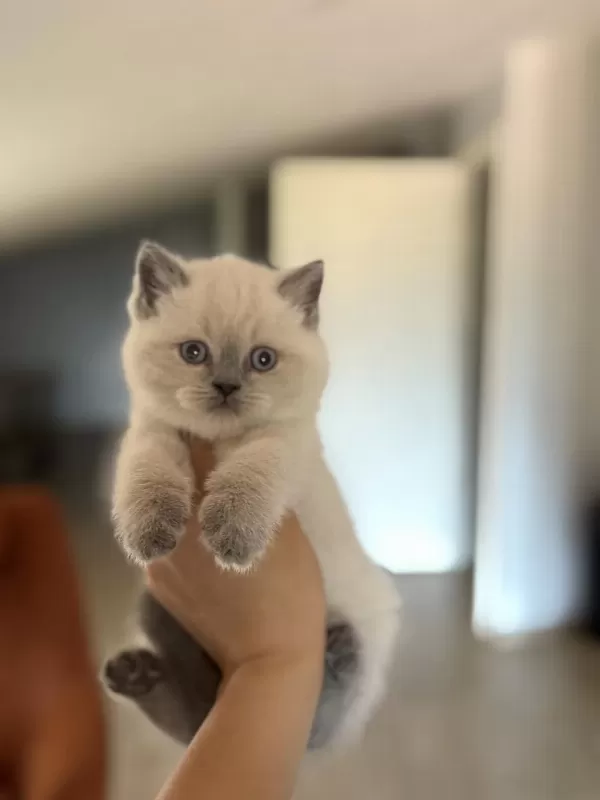 İrk Ve Sağlik Garantili British Shorthair Yavrularim